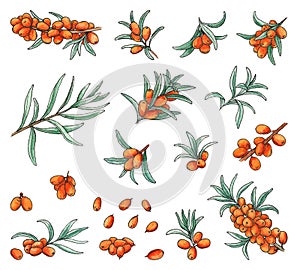 Watercolor set of sea buckthorn. Isolated elements on white background. Branch of berries with leaves. Elements for design