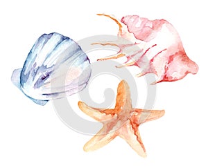 Watercolor set of sea shells, starfish, on an isolated white background