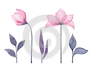 Watercolor set of spring, pink, blooming, isolated flowers, tulip with leaves.