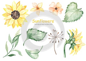 Watercolor set with sunflowers, leaves, flowers, inflorescences, sunflower sideways photo