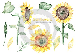Watercolor set with sunflowers, sunflower sideways, sunflower cakes, leaves, sunflower stem