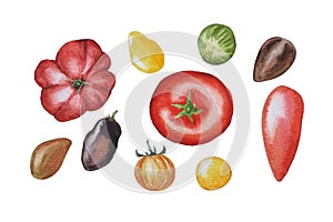 Watercolor set of tomatoes, different varieties of tomatoes, white background