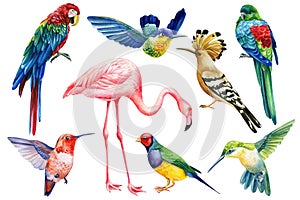 Watercolor set with tropical birds flamingo, parrots, hummingbirds and hoopoes. Hand-drawn illustration
