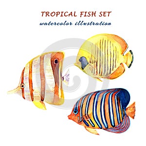 Watercolor set of tropical fish - angelfish, copperband butterflyfish and bluecheek butterflyfish.