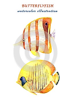 Watercolor set of tropical fish -copperband butterflyfish and bluecheek butterflyfish.