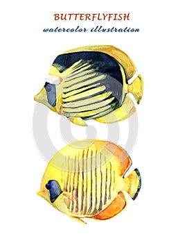 Watercolor set of tropical fish - diagonal butterflyfish and bluecheek butterflyfish.