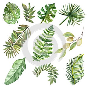 Watercolor set of tropical green branches and leaves isolated on white background.