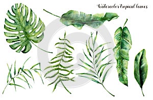 Watercolor set with tropical leaves. Hand painted palm branch, fern and leaf of magnolia. Tropic plant isolated on white photo