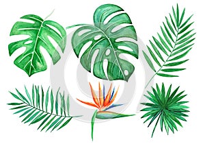Watercolor set of Tropical leaves isolated elements on white background. Hand drawn illustration. Monstera leaf, strelitzia, palm