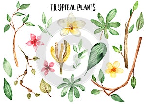 Watercolor set with tropical plants, flowers, branches, leaves