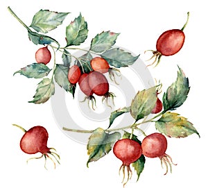 Watercolor set with two branch of briar, red berries and green leaves. Hand painted Dog rose and hips isolated on white