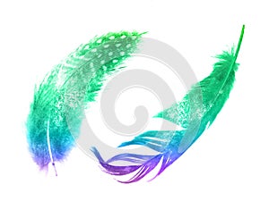 watercolor set. two feathers. isolated on white