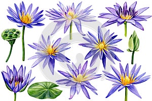 Watercolor set violet lotus isolated on white background. Hand painted lotus flower. Botanical illustration.