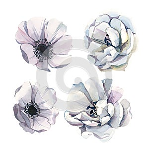 Watercolor set of white flowers isolate in white background for wedding, invitation, valentine cards and prints