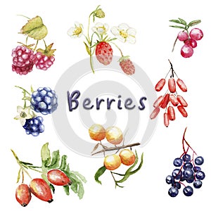 Watercolor set of wild berries: strawberry, blackberry, greenberry, rosehip, raspberry, barberry