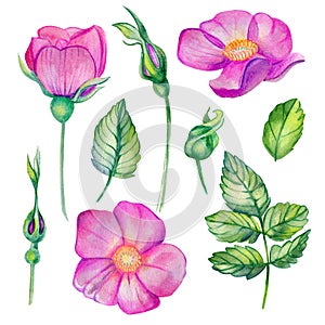 Watercolor set with wild rose