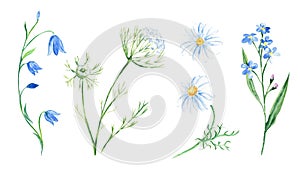 Watercolor set of wildflowers. Bluebell, forget-me-not, camomile, Queen Annes lace. Hand drawn botanical illustration