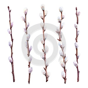 Watercolor set of willow branches.