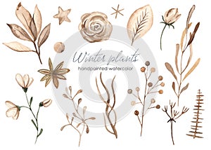 Watercolor set with winter christmas plants brown color leaves, twigs, flower, foliage