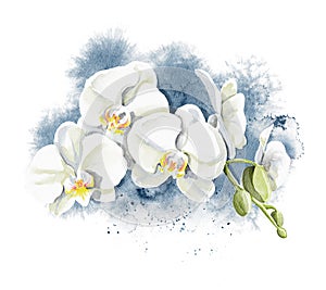 Watercolor several heads flowers of white orchid