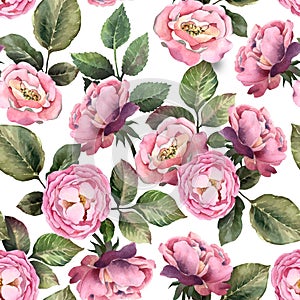 Watercolor shabby seamless pattern. Pink rose with leaves on white background