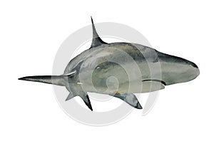 Watercolor shark illustration, front view with turn. Original hand painted art isolated on white background