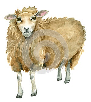 Watercolor Sheep print