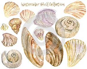 Watercolor shell clip art collection