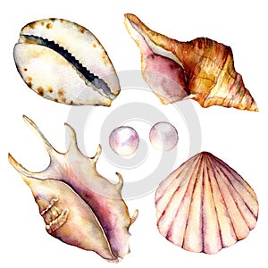 Watercolor shells and pearls set. Hand painted underwater elements isolated on white background. Aquatic illustration