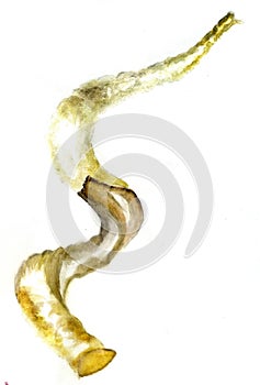 Watercolor shofar art photo