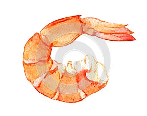 Watercolor shrimp isolated on white