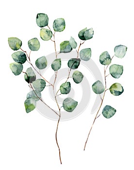 Watercolor silver dollar eucalyptus with round leaves and branches.