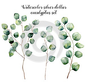 Watercolor silver dollar eucalyptus set. Hand painted floral illustration with round leaves and branches isolated on