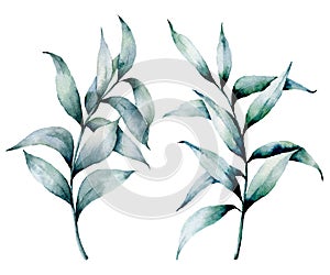 Watercolor silver eucalyptus set. Hand painted seeded eucalyptus branch with leaves isolated on white background. Floral photo