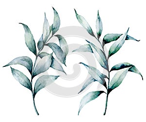 Watercolor silver eucalyptus set. Hand painted seeded eucalyptus branch with leaves isolated on white background. Floral