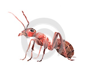 Watercolor single ant insect animal isolated