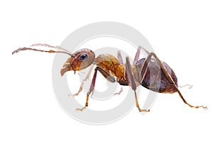 Watercolor single ant insect animal isolated