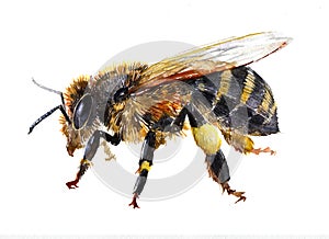 Watercolor single bee insect animal isolated