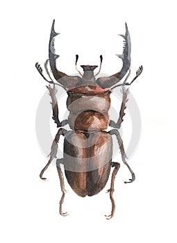 Watercolor single beetle insect animal isolated