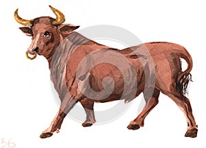 Watercolor single bull animal isolated