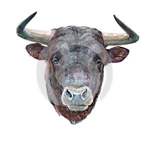 Watercolor single bull animal isolated