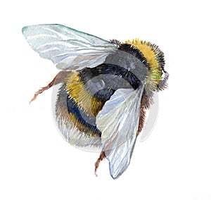 Watercolor single bumblebee insect animal