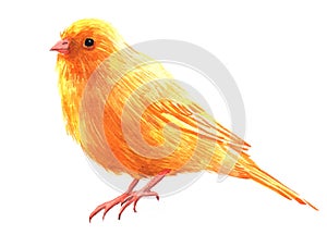 Watercolor single canary animal isolated