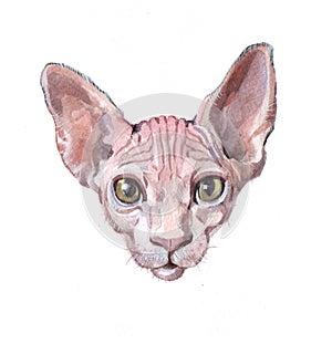 Watercolor single Cat animal isolated