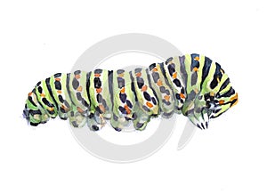 Watercolor single caterpillar insect animal