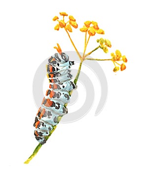 Watercolor single caterpillar insect animal isolated