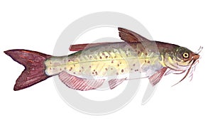 Watercolor single Catfish fish animal isolated