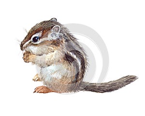 Watercolor single chipmunk animal