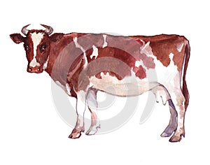 Watercolor single cow animal