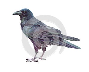 Watercolor single crow animal isolated